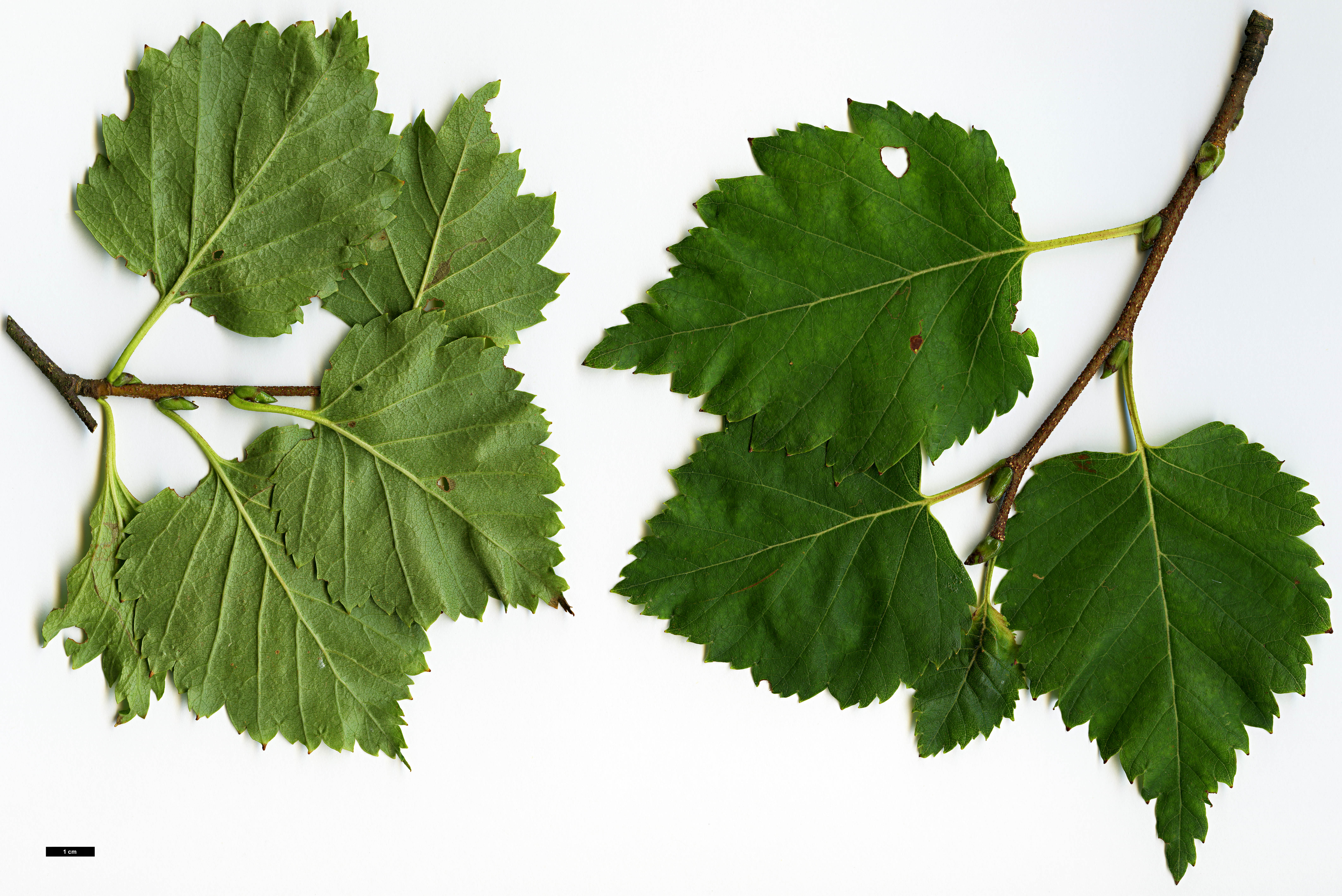 High resolution image: Family: Betulaceae - Genus: Betula - Taxon: ermanii - SpeciesSub: var. ermanii